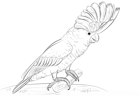 White Cockatoo Coloring Page